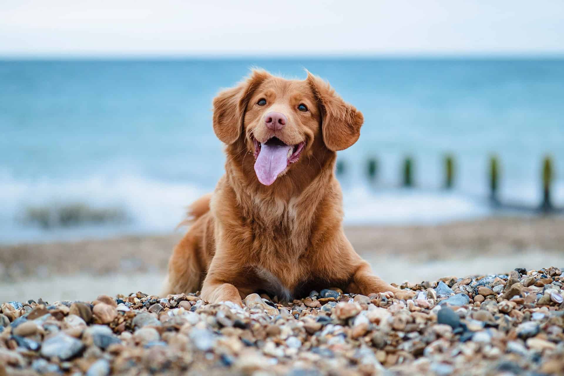 6 must know tips for flying with your dog